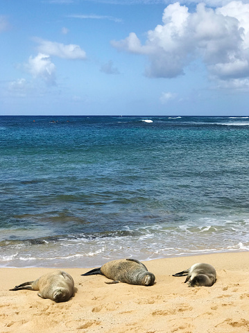 Three monk seals enjoy a nap in sunny tropical weather. They snooze comfortably while lying on the warm sand at water's edge of the calm Pacific Ocean, under a blue sky with pleasant clouds. The resting monk seals are an endangered species and are protected animals. Located at Poipu Beach, Kauai, Hawaii.