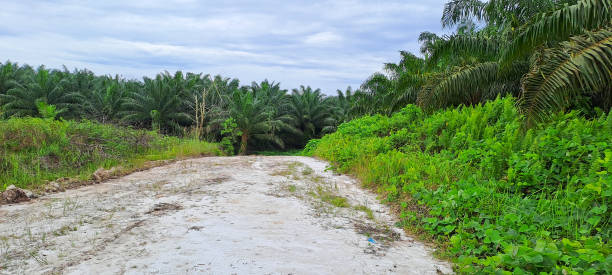 istock Palm oil plantation 1493303885