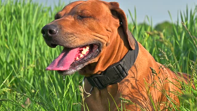 Close-up Rhodesian ridgeback dog panting with its tonque out laying on high green grass on hot summer day