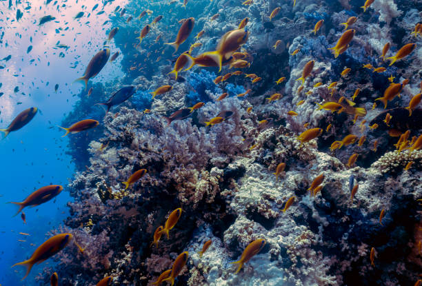 istock Golden Anthias (Pseudanthias squamipinnis) in the Red Sea, Egypt 1493305672