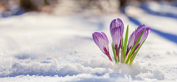 A DSLR photo of beautiful yellow crocus flowers in snow at early spring. Shallow depth of field.