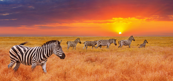 Natural landscape at sunset, banner, panorama - view of a herd of zebras grazing in high grass. Wildlife scene from nature
