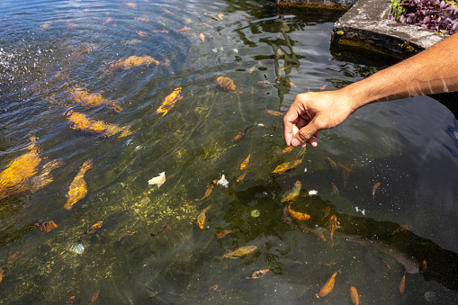 Tirta Gangga, Bali, Indonesia Fish in bread feeding frenzy in a pond in the temple.