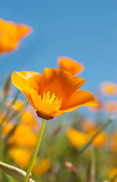 美しいハナビシソウ - clear sky flower part flower macro ストックフォトと画像