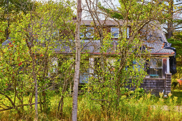 istock Forest woods obscuring hiding abandoned old house with black tarp, missing shingles, lost 1493309950