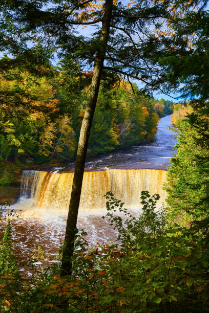 istock Lone tall tree overlooking and above Tahquamenon Falls and long river cutting through fall forest 1493310042