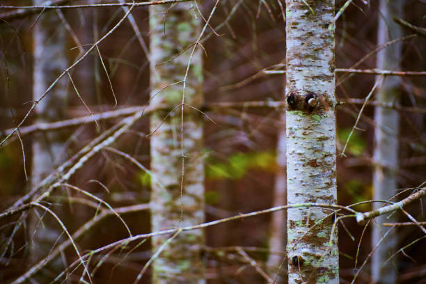 Image of Spindly branches of trees with sharp sticks possibly aspen or birch with white bark wood