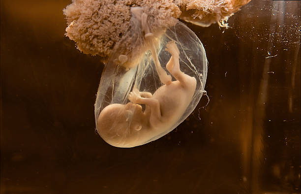 human embryo Unborn human embryo model for education purpose fetus stock pictures, royalty-free photos & images