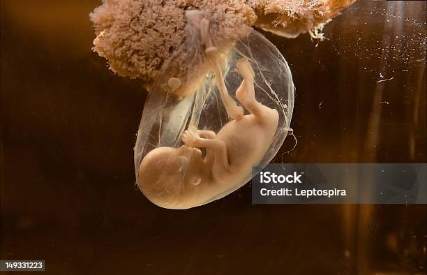 Human Embryo Stock Photo - Download Image Now - Fetus, Human Embryo, People