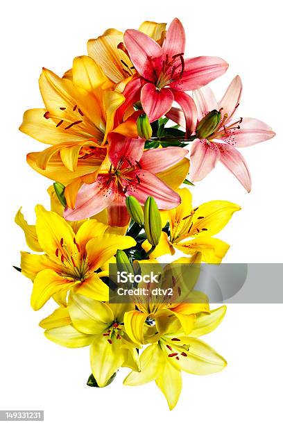 Luftbild Von Lilien Stockfoto und mehr Bilder von Baumblüte - Baumblüte, Blume, Blumenbouqet