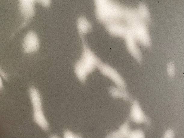 istock Leaves shadow background on concrete wall texture, leaves tree branches shade with sunlight 1493313493
