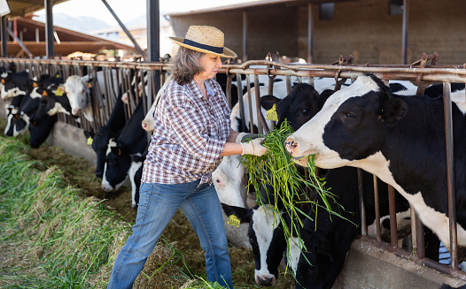 Mature woman farmer working in cowshed, feeds cows with grass