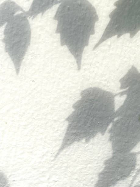 istock Leaves shadow background on concrete wall texture, leaves tree branches shade with sunlight 1493313694