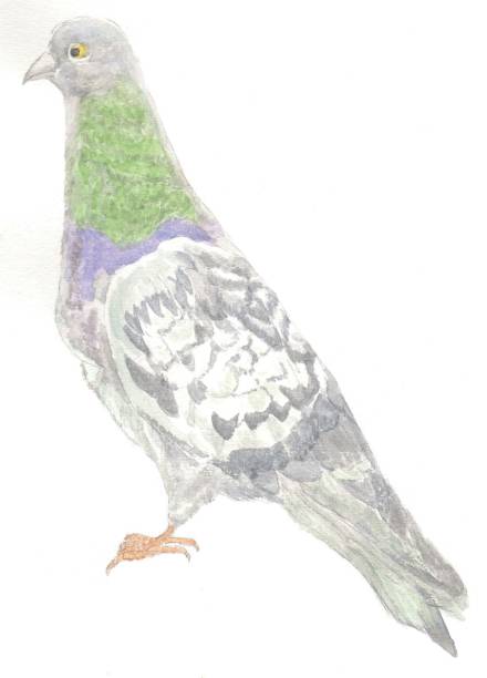 istock Painting of rock pigeon 1493315293