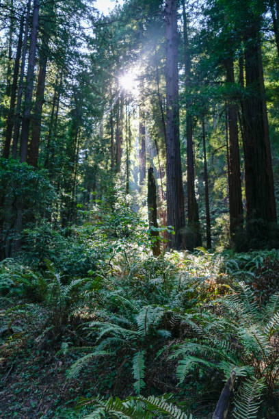 istock Hiking through the woods in the morning 1493315345