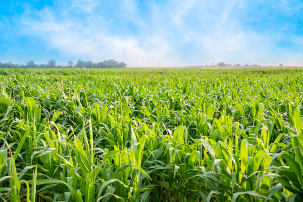 istock Green Corn field with blue sky and sunny day, young corn tree for graphic desing, poster, banner 1493316010