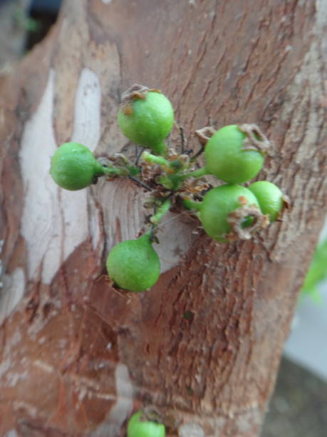 istock Jabuticaba fruit or Brazilian grape tree, species Plinia cauliflora. The young fruit is green, a exotic fruit of the jaboticaba growing on the tree trunk. 1493316338