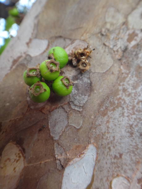 istock Jabuticaba fruit or Brazilian grape tree, species Plinia cauliflora. The young fruit is green, a exotic fruit of the jaboticaba growing on the tree trunk. 1493316341
