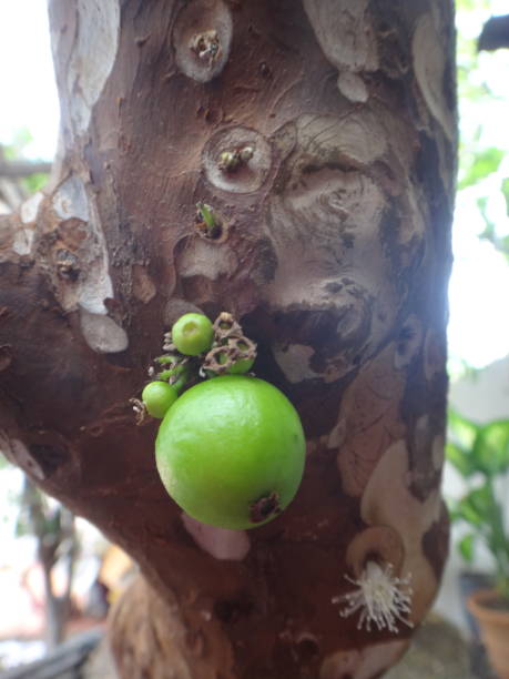 Jabuticaba fruit or Brazilian grape tree, species Plinia cauliflora. The young fruit is green, a exotic fruit of the jaboticaba growing on the tree trunk. stock photo