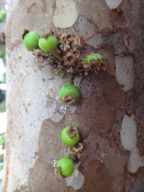 istock Jabuticaba fruit or Brazilian grape tree, species Plinia cauliflora. The young fruit is green, a exotic fruit of the jaboticaba growing on the tree trunk. 1493316365