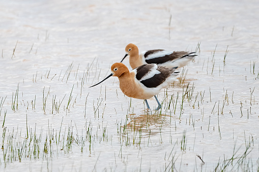 American Avocets (Recurvirostra americana) shorebird is eating a small pond in Wyoming near Cody. in western USA of North America.