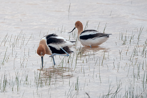 American Avocets (Recurvirostra americana) shorebird is eating a small pond in Wyoming near Cody. in western USA of North America.