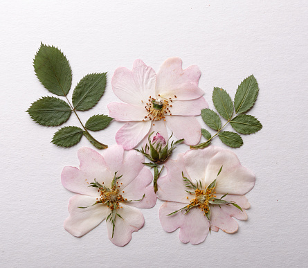 Macro photo of flowers set: rose, cactus flower, ipomoea, magnolia, pansy, hibiscus on white background.