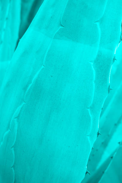 istock Toned giant aloe vera leaf for background or design. Macro detail background. Copy space 1493326301