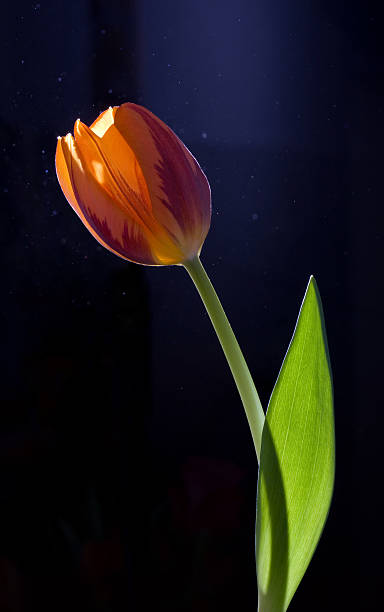 glowing tulip stock photo
