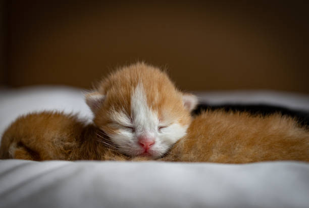 istock Sleeping newborn kitten on a bed in a box. 1493328966