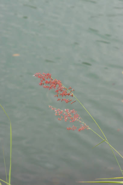 istock water, lake, wave, background. River water texture. glare and reflective surface water in river 1493330884