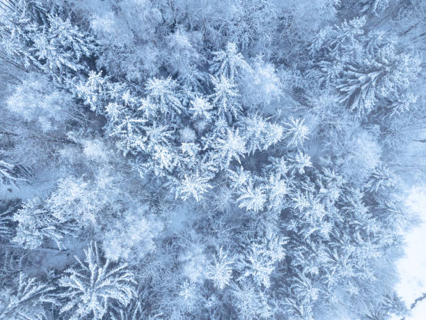 istock Aerial. Trees and snow in a winter forest. Nature background top view from drone 1493330913