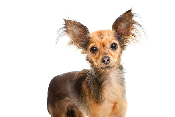 istock Russian long-haired toy terrier on isolated white 149333235