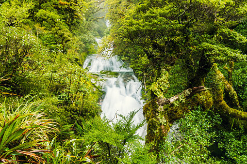 Majestic view of green forest with waterfalls, Milford track, New Zealand.