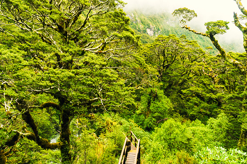 Bridge leads to a footpath that tunnels through a bamboo forest