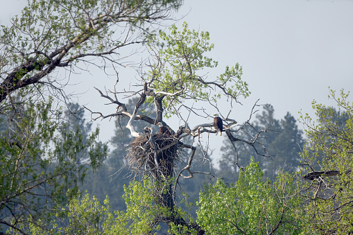 An eagle pair sitting in a Bald Eagle nest in snarly old tree, home to many eagle families on a river bank in central Montana, in western USA, North America