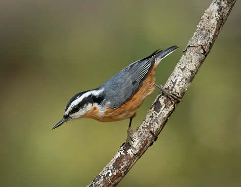 Beautiful blue color bird known as Indigo Flycatcher on perch at nature habits in Sabah, Borneo