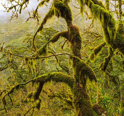 Beautiful view of moss trees growing in the forests of Milford track, New Zealand.