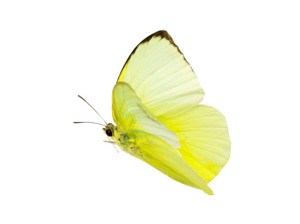 One common brimstone (Gonepteryx rhamni) flying in the air in spring in a forest