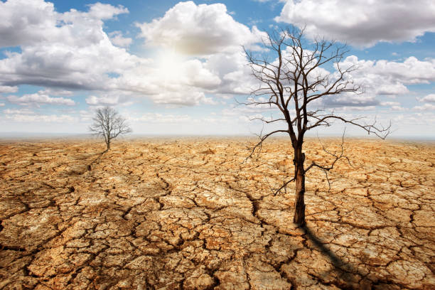 istock global warming drought lack of water dead trees. global warming, Sustainable development and green business based on renewable energy and without carbon dioxide emissions. 1493335392