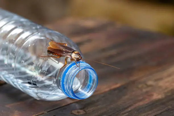 Photo of Cockroaches on the water bottle, cockroach on dirty floor indoors, need for detection, and cockroaches also carry the germs to humans.