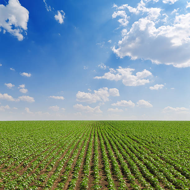 istock field with green sunflowers under cloudy sky 149333604