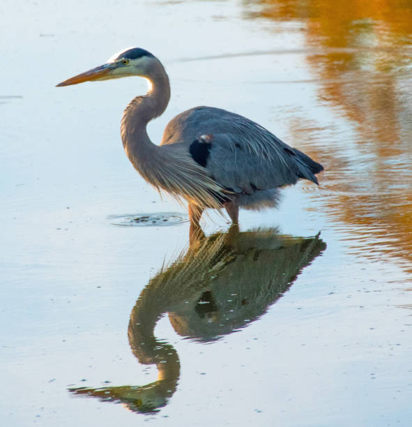 istock Great Blue Heron- Hilton Head, South Carolina 1493347902