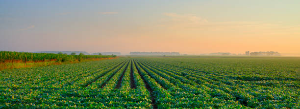 istock Large Soybean field in early moring- Howard County, Indiana 1493348088