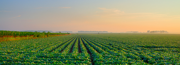 Large Soybean field in early moring- Howard County, Indiana