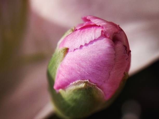 istock Close up view of a beautiful pink flower bud 1493349825