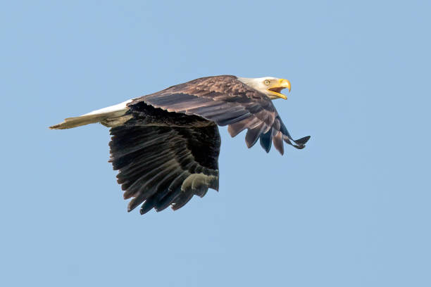 Bald Eagle flying screaming, looking back over shoulder in central Montana, western USA, North America