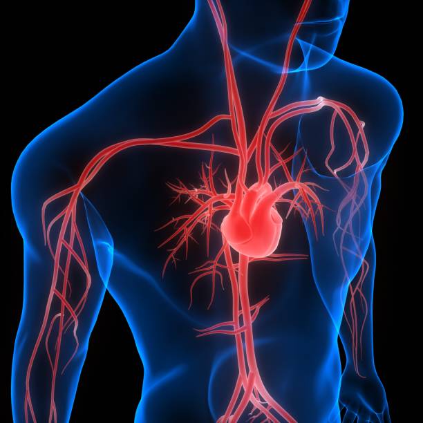 istock Human Circulatory System Heart Anatomy 1493352178