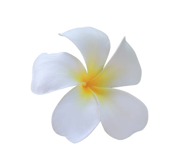 istock Plumeria or Frangipani flowers. 1493357068