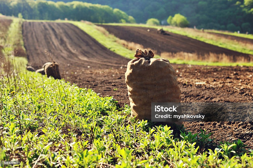 Saco de batatas no campo. - Royalty-free Agricultura Foto de stock
